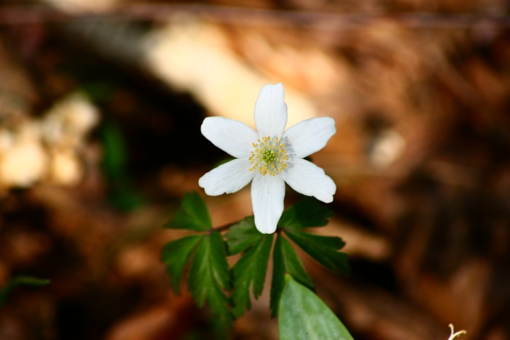 Anemonoides nemorosa (L.)Holub